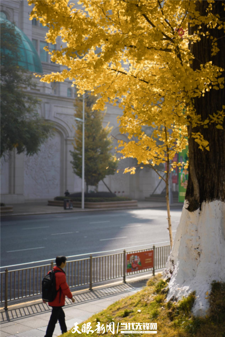 貴陽花果園：冬日暖陽銀杏美