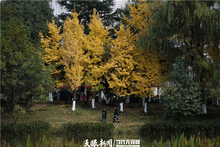 貴陽花果園：冬日暖陽銀杏美