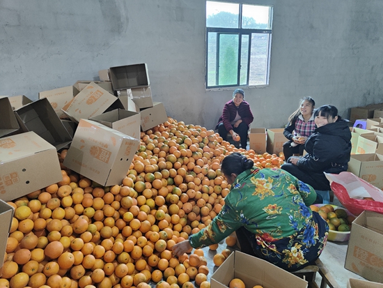 （供稿）銅仁思南甕溪鎮：産業化發展臍橙種植 帶動農戶增收致富_fororder_工人正在分揀臍橙 張琳靖攝 