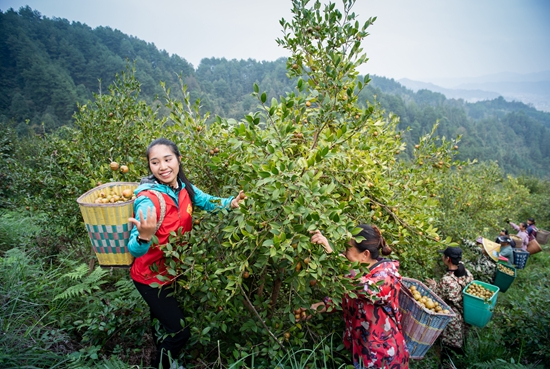 （供稿）黔東南天柱：“一棵樹一隻雞”串起山鄉致富産業鏈_fororder_村民們在天柱縣藍田鎮杞寨村油茶基地採摘油茶果。