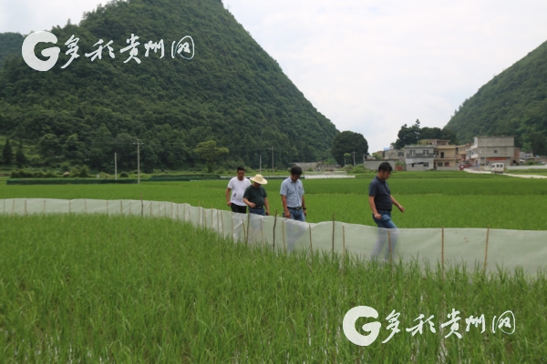 （社會）“夏秋決戰”再作為 貴州各地農村産業革命如火如荼