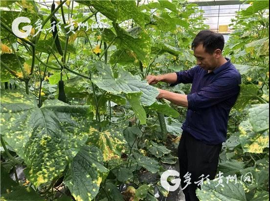 （社會）“夏秋決戰”再作為 貴州各地農村産業革命如火如荼