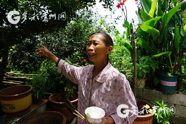 （旅遊）訪花溪久安古茶園：在溪山好處 興來欲試一甌茶