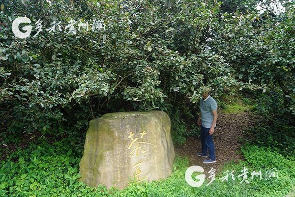 （旅遊）訪花溪久安古茶園：在溪山好處 興來欲試一甌茶