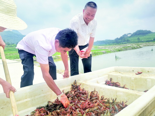 （副頭條）貴安新區高峰鎮扶貧辦負責人張金貴: 3年為民謀脫貧 不負鄉親不負我