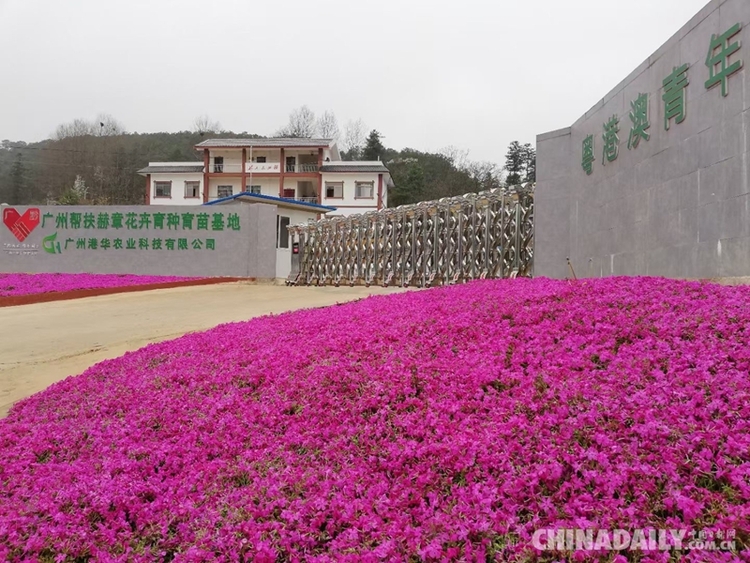 香港青年梁安莉：“貴州屋脊”綻放花季