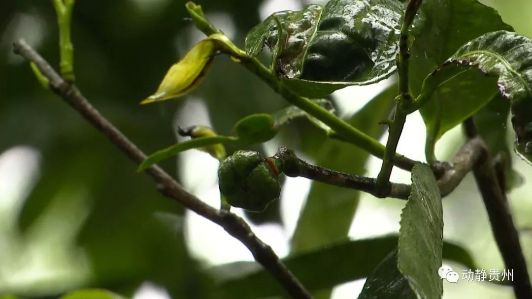 （要聞）100秒告知全世界：茶源於中國，源於貴州！