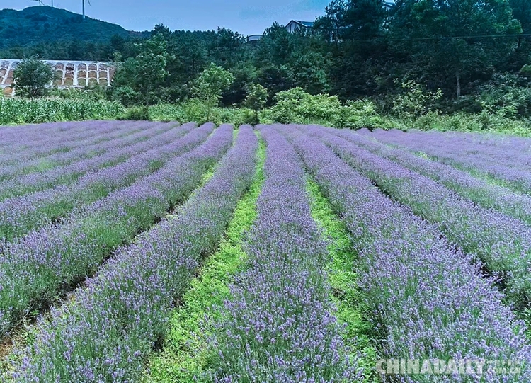 香港青年梁安莉：“貴州屋脊”綻放花季