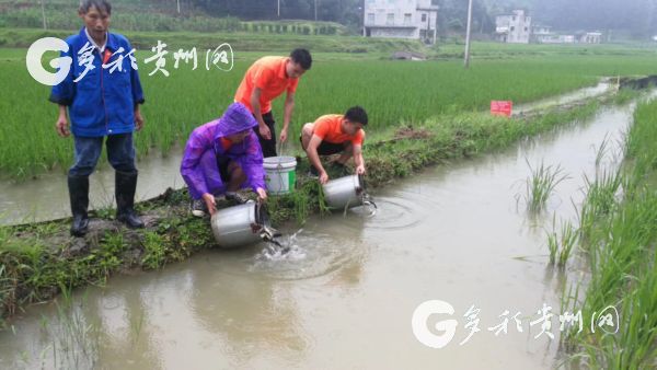 （市州）愛在藍天下，情暖南坪村，災後重建，恢復稻魚生産我先行 貴州省銅仁學院生態漁業技術幫扶助推脫貧實踐服務隊“三下鄉”系列活動