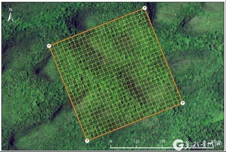 （中首）貴州首個森林生態系統大樣地生物多樣性調查在茂蘭開啟