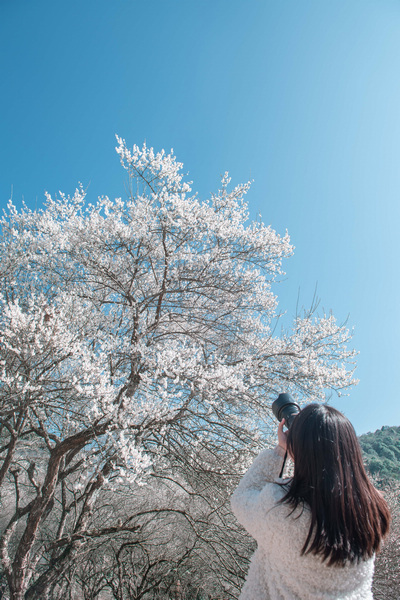 （中首）一部手機看梅花 荔波第17屆梅花節線上賞梅活動開啟