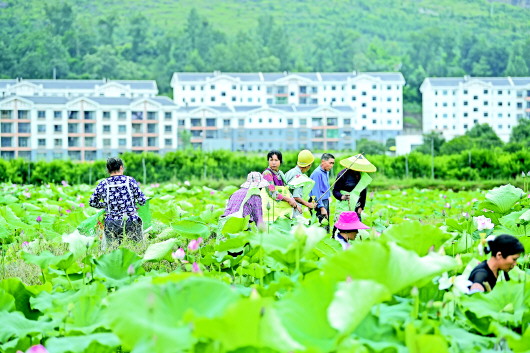 （要聞帶摘要）“八要素”:引領農村産業革命縱深推進