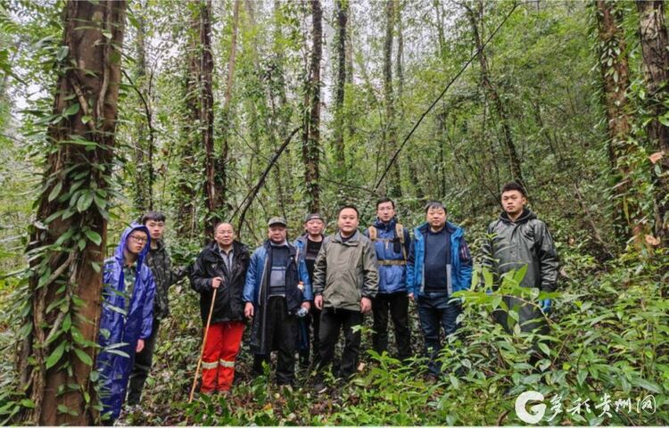 （中首）貴州首個森林生態系統大樣地生物多樣性調查在茂蘭開啟