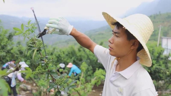 貴州關嶺：大石山裏種花椒 村民有了“搖錢樹”