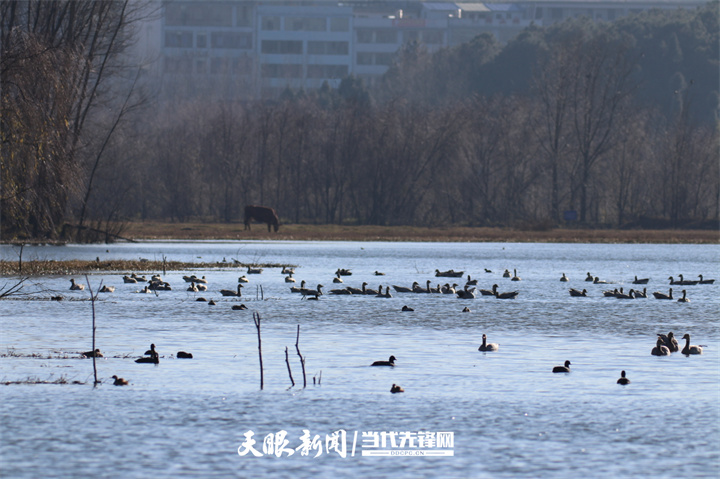 （中首）呵護“地球之腎” 貴州已建國家濕地公園45個