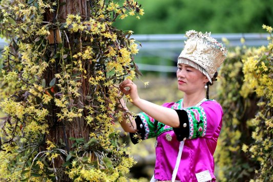 （中首）貴州省中藥材種植總面積773.61萬畝 位居全國第二