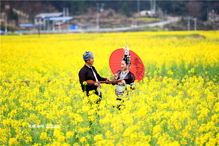 （中首）貴州黎平侗鄉：2000畝油菜花盛開