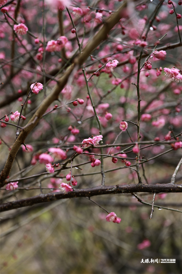 貴陽城市森林公園：擇一處清幽 綿長在光陰裏