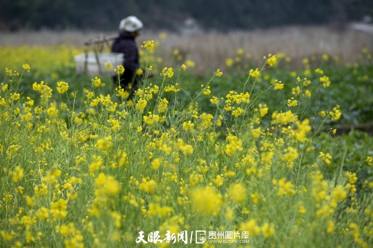 （中首）貴州：春天的色彩