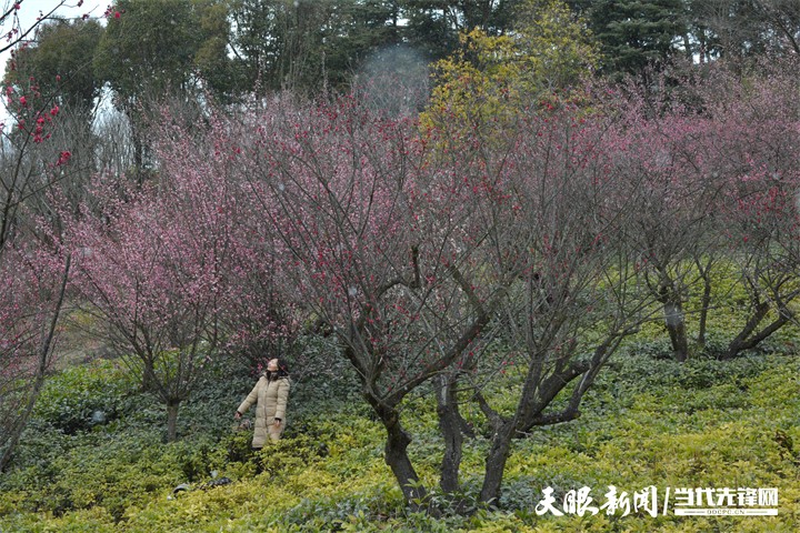 （中首）貴陽雙龍生態公園：踏雪尋梅