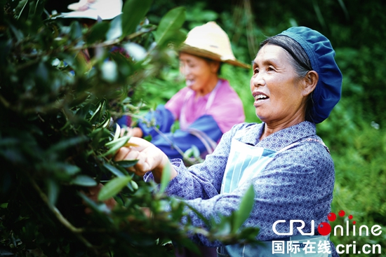 貴州望謨：茶産業助農增收致富