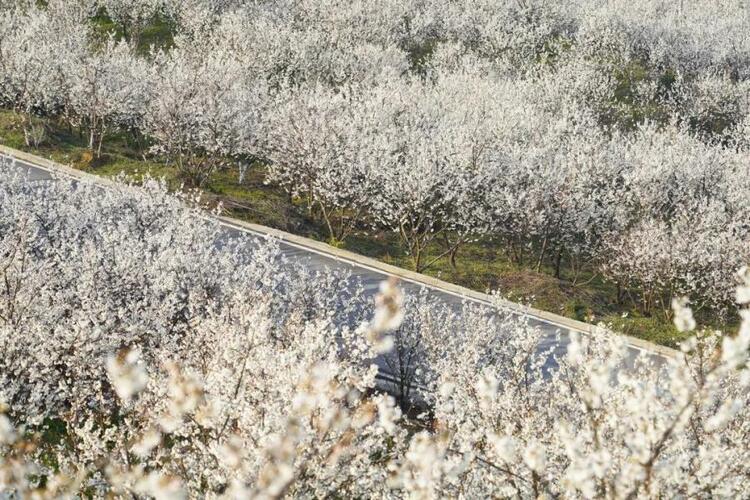 3月心動旅行清單 帶你感受貴州的春天