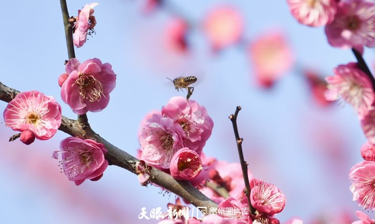 （中首）貴州：春天的色彩