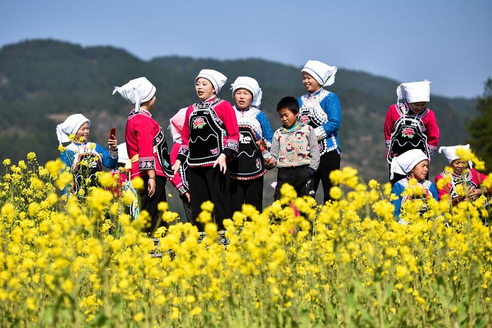 （供稿）貴州龍裏：油菜花開 春色迎客