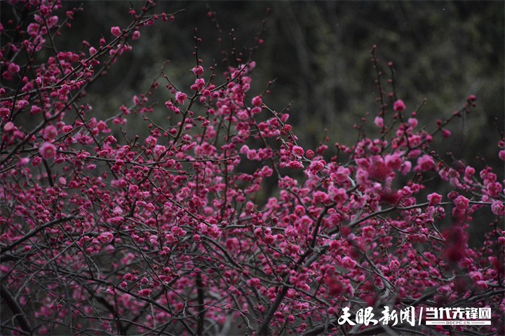 （中首）貴陽雙龍生態公園：踏雪尋梅