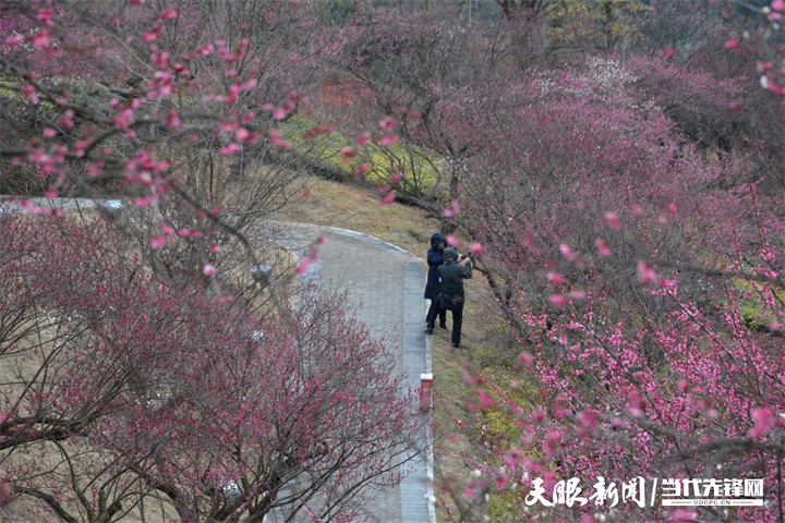 （中首）貴陽雙龍生態公園：踏雪尋梅