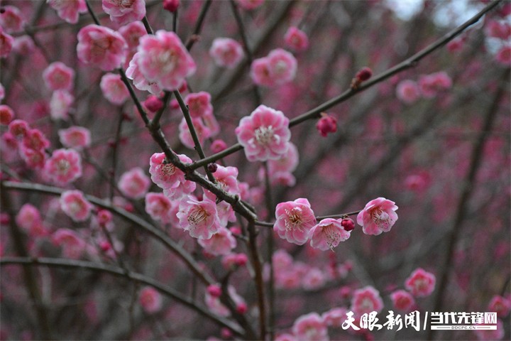 （中首）貴陽雙龍生態公園：踏雪尋梅