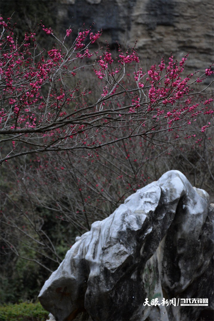 （中首）貴陽雙龍生態公園：踏雪尋梅