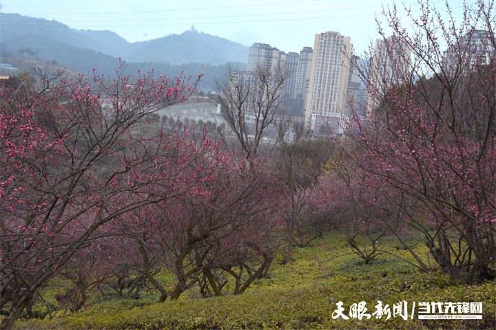 （中首）貴陽雙龍生態公園：踏雪尋梅