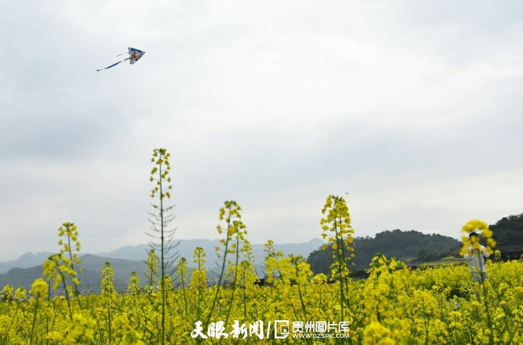 黔東南從江：春風拂面菜花香 農旅融合景色美