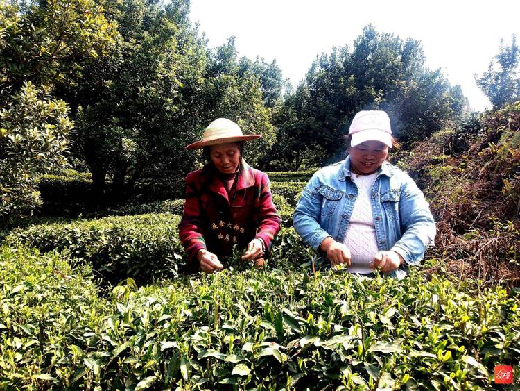 水城“春”貴 楊梅“茶”香