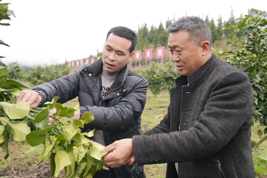 （供稿）貴州思南：“莞思共建”繪就特色田園鄉村新畫卷_fororder_棗樹坪村提出了‘生態柚鄉 匠心田園’這一主題，圍繞這一主題，以合作社牽頭村民入股的形式進行産業發展。黎之義供圖