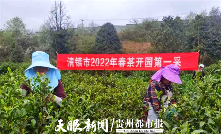 首批“明前茶”開採 貴陽茶葉基地茶韻飄香