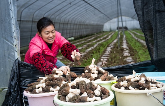 （供稿）黔東南天柱：打造全産業鏈  羊肚菌撐起千萬級産業_fororder_天柱縣白市鎮汶溪羊肚菌基地，村民在采收羊肚菌。