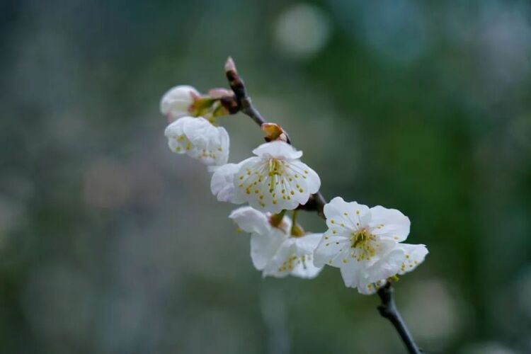 3月心動旅行清單 帶你感受貴州的春天