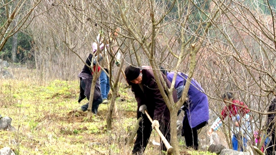 （供稿）貴陽修文：加強森林撫育 厚植生態優勢 助力鄉村振興_fororder_微信圖片_20220304151455