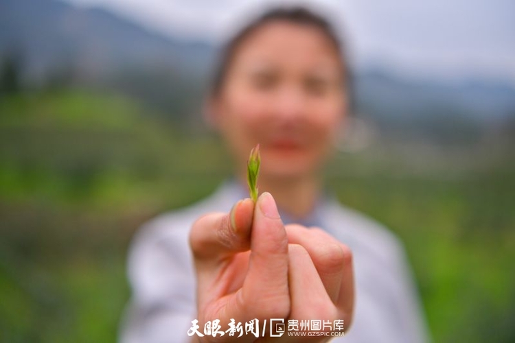 黔茶 春天芬芳的暖意 香飄大地