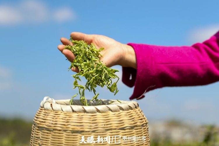 黔茶 春天芬芳的暖意 香飄大地