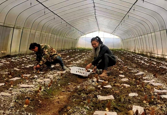 （供稿）六盤水市水城區果布戛鄉羊肚菌進入采收期_fororder_微信圖片_20220310135750