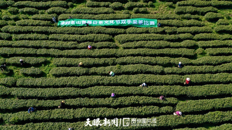 “小茶葉”走出發展“大路徑” 貴陽觀山湖區春茶開採