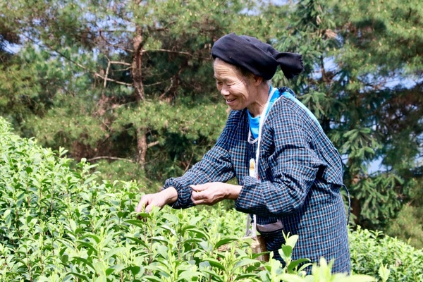 黔南獨山：萬畝春茶開採一週 市場交易行情火爆