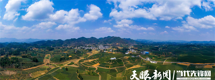 貴州：茶旅融合風光好 靠山吃山吃出“新味道”