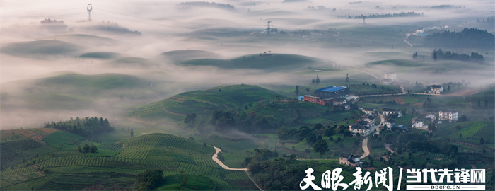 貴州：茶旅融合風光好 靠山吃山吃出“新味道”