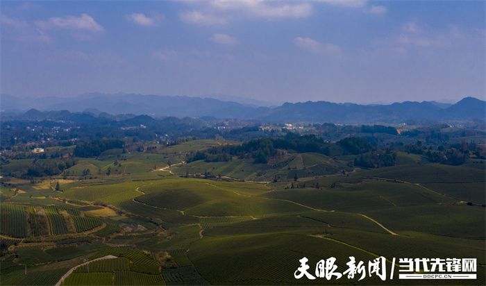 貴州：茶旅融合風光好 靠山吃山吃出“新味道”