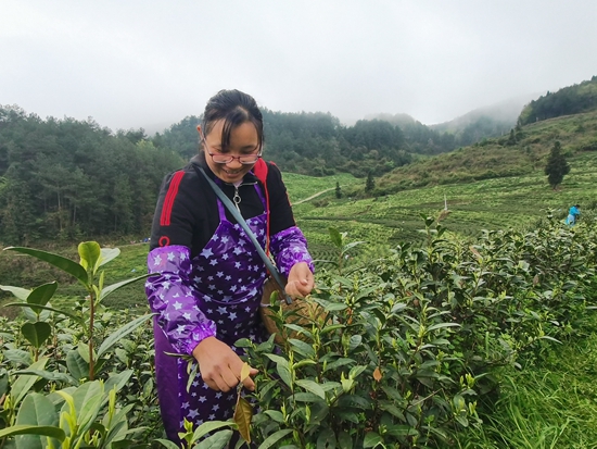 貴州思南：15.08萬畝茶園吐翠採茶忙_fororder_思南1