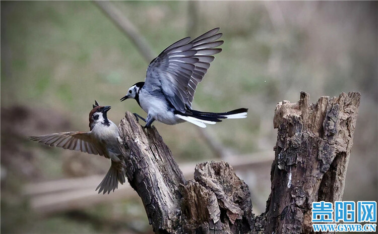 （中首）貴陽觀山湖公園高顏值鳥類集錦